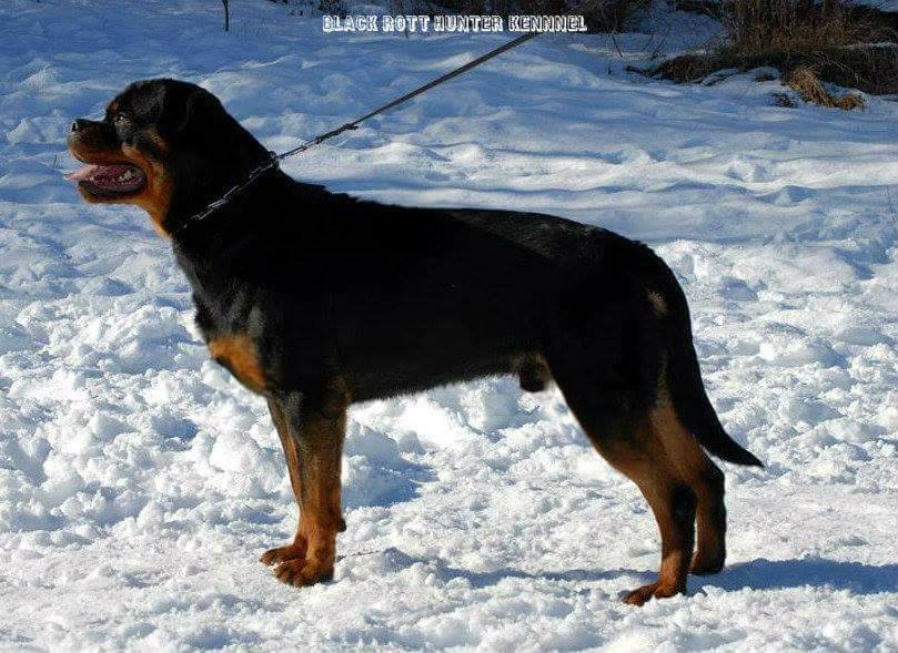 Rottweiler Kennel Black Rott Hunter | Niksic