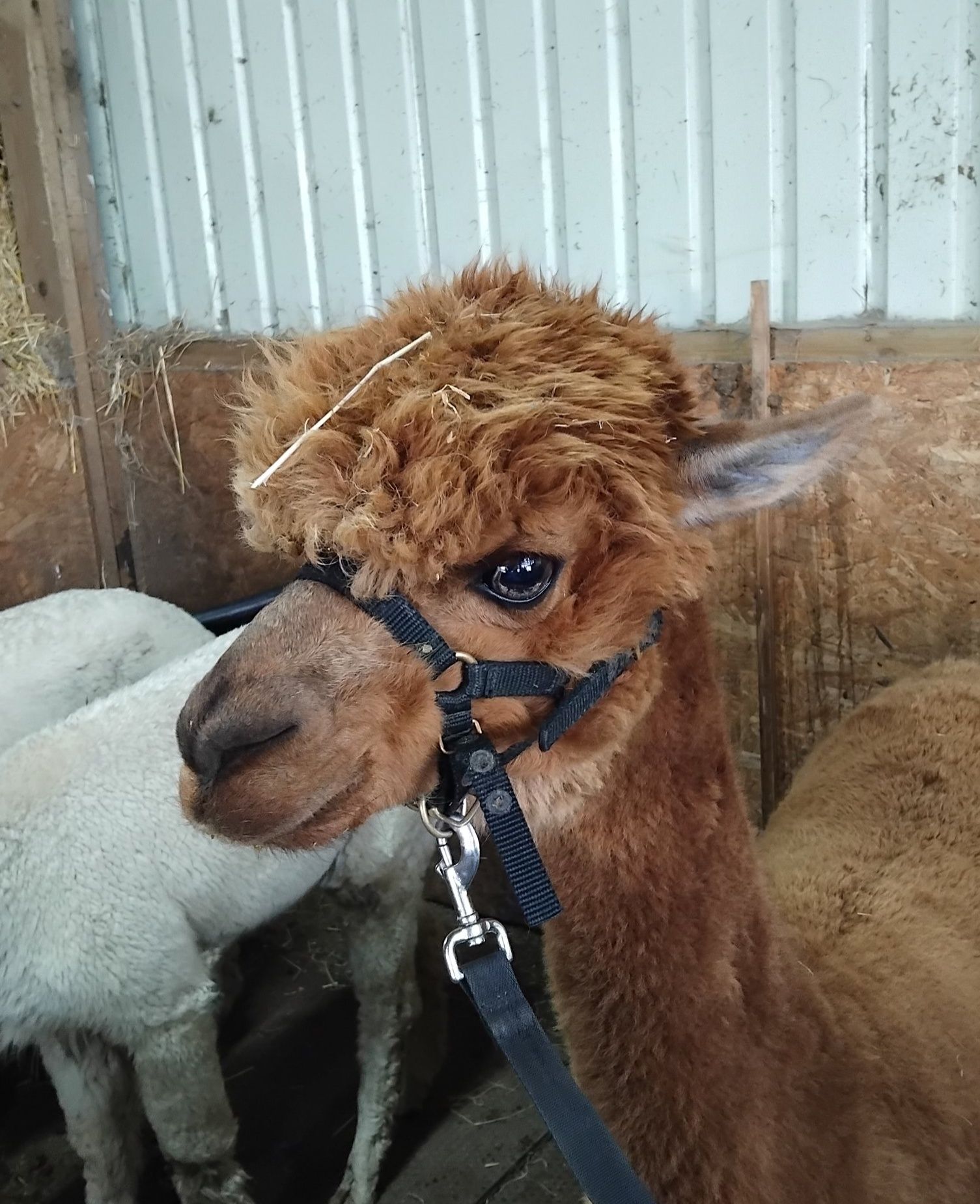 Yesterday was scanning day for a... - Smallholding Secrets | Facebook