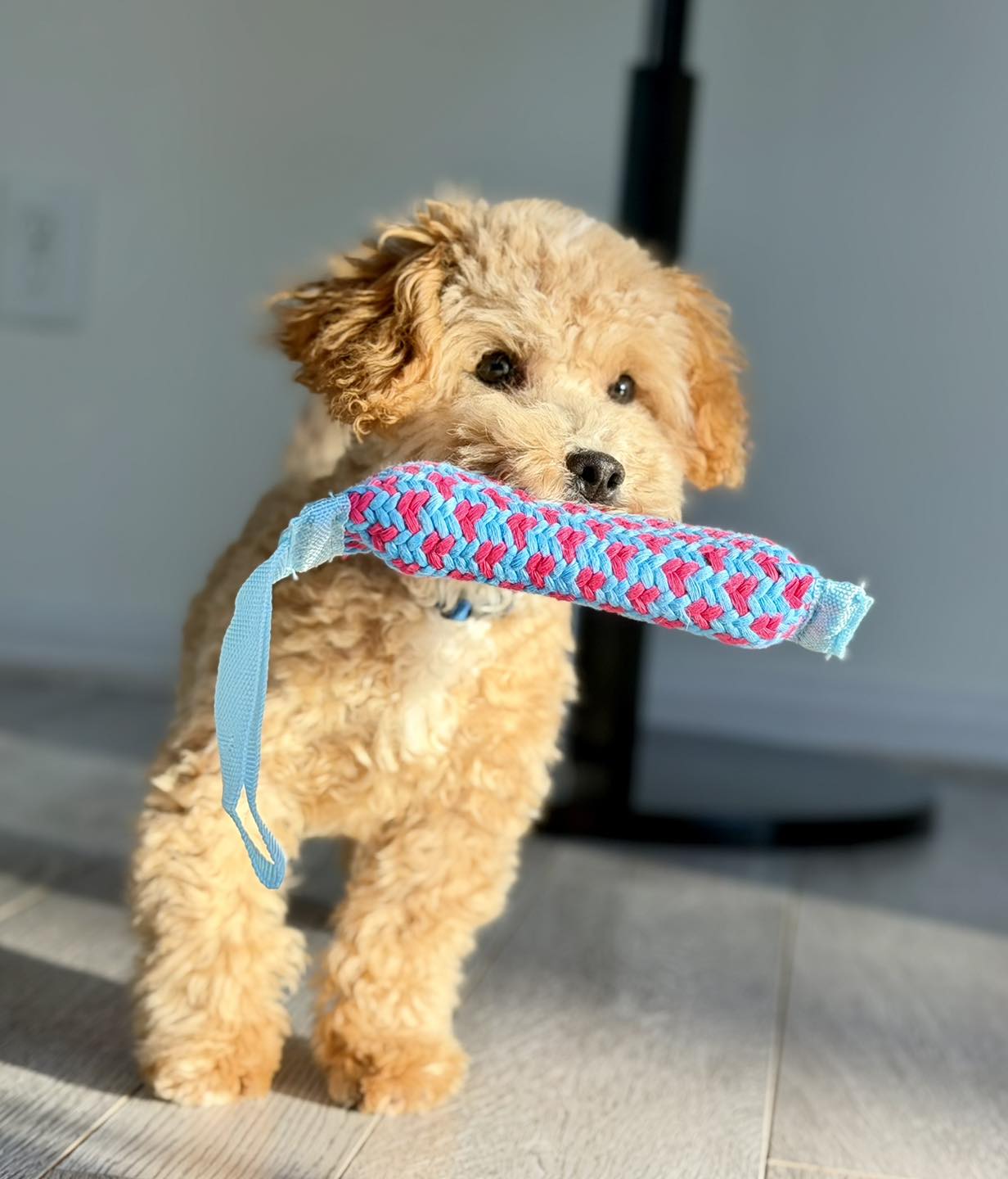 Rising STAR Family Dogs | Durham NC