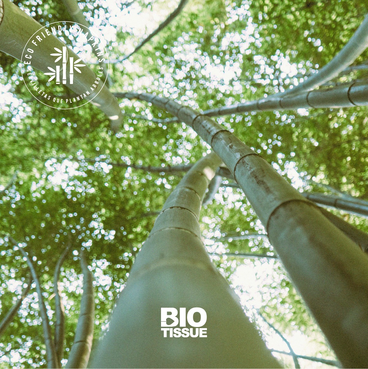 Bio Tissue - El bambú es uno de los recursos más viables... | Facebook
