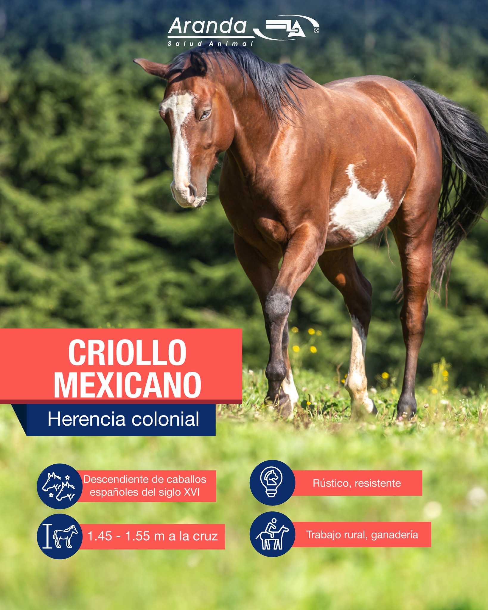 🐎 Conoce las razas de... - Laboratorios Aranda SA de CV | Facebook