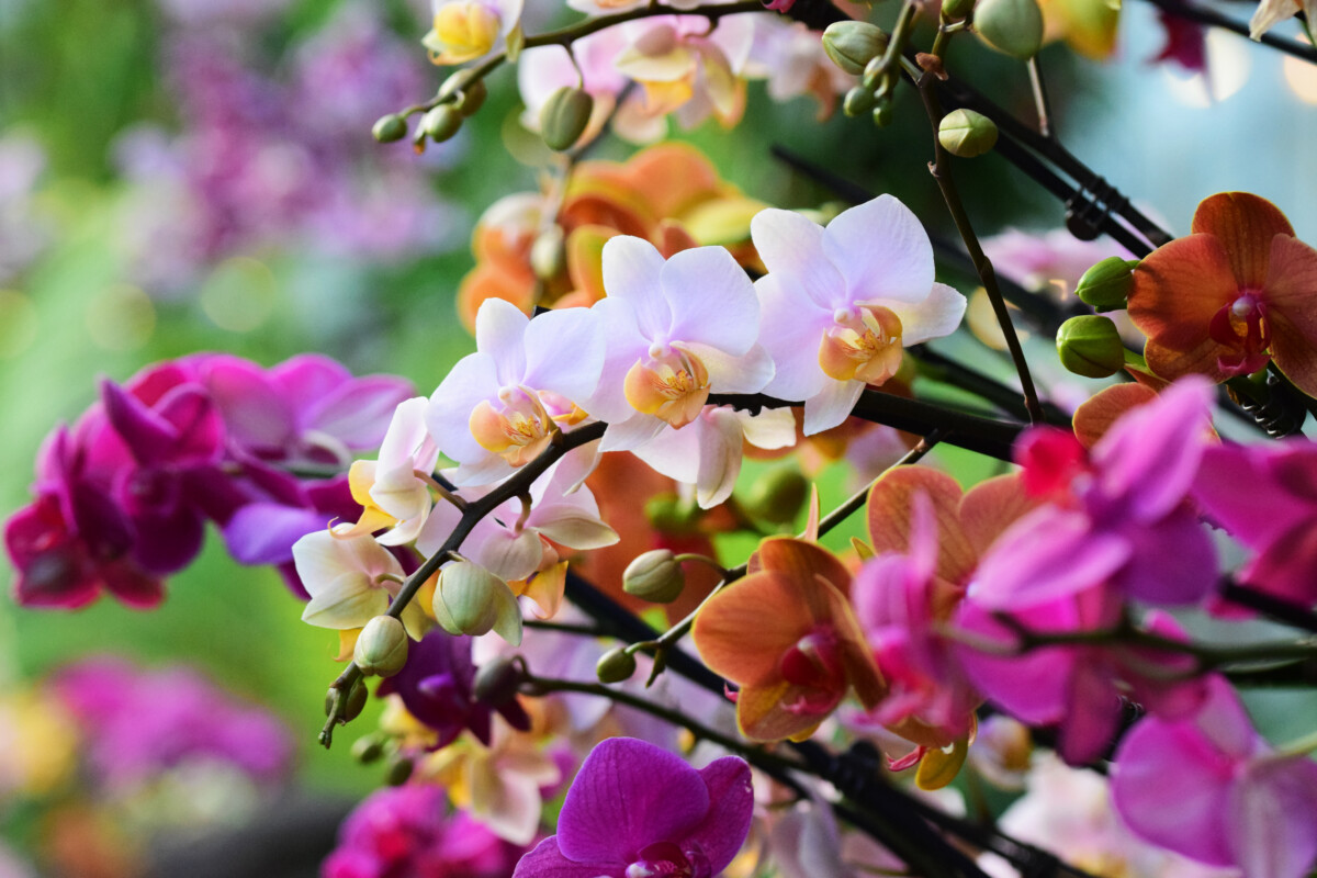 Crossways - 💐💐Kew Gardens Orchid Festival 💐💐 💐Tuesday 24th February ...