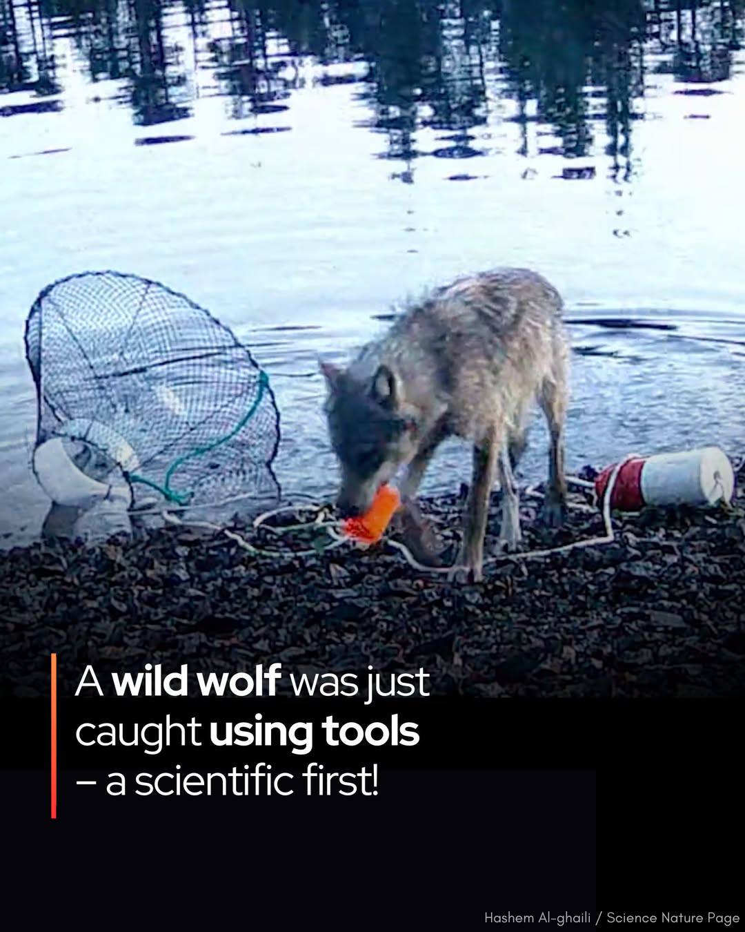 Hashem - Experts say wolves have officially started using tools. For ...
