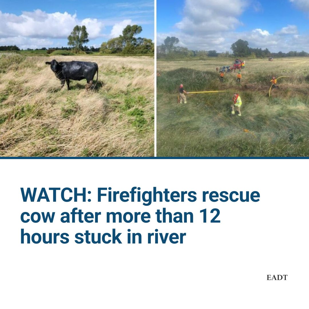 The cow has been rescued! 🐄🐮 - East Anglian Daily Times | Facebook