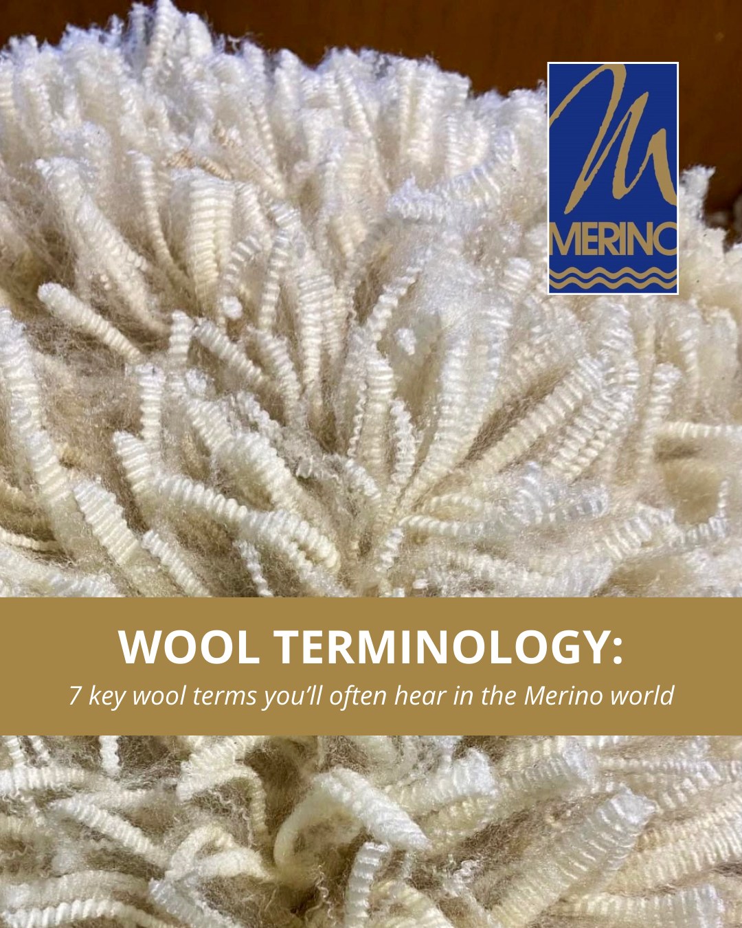 Merino - Merino Terminology ️ 7 Wool Words ⬇️ Here are some key wool ...