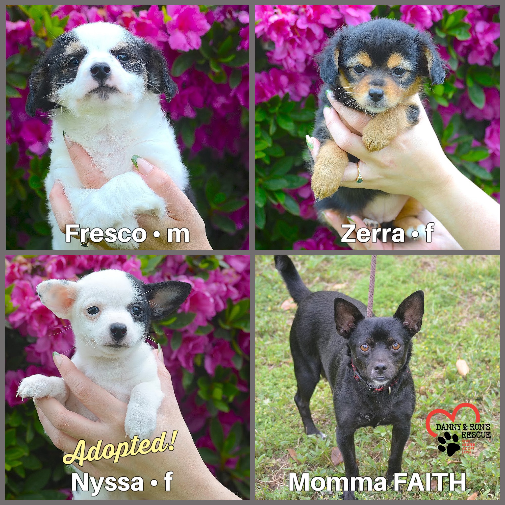 Camden, SC). Hi friends! We're Faith's Litter — meet Zerra, Nyssa