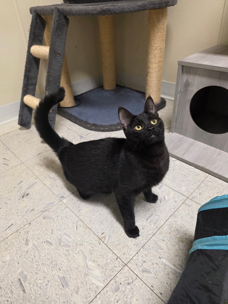 In Japan, black cats are believed to bring good luck and help