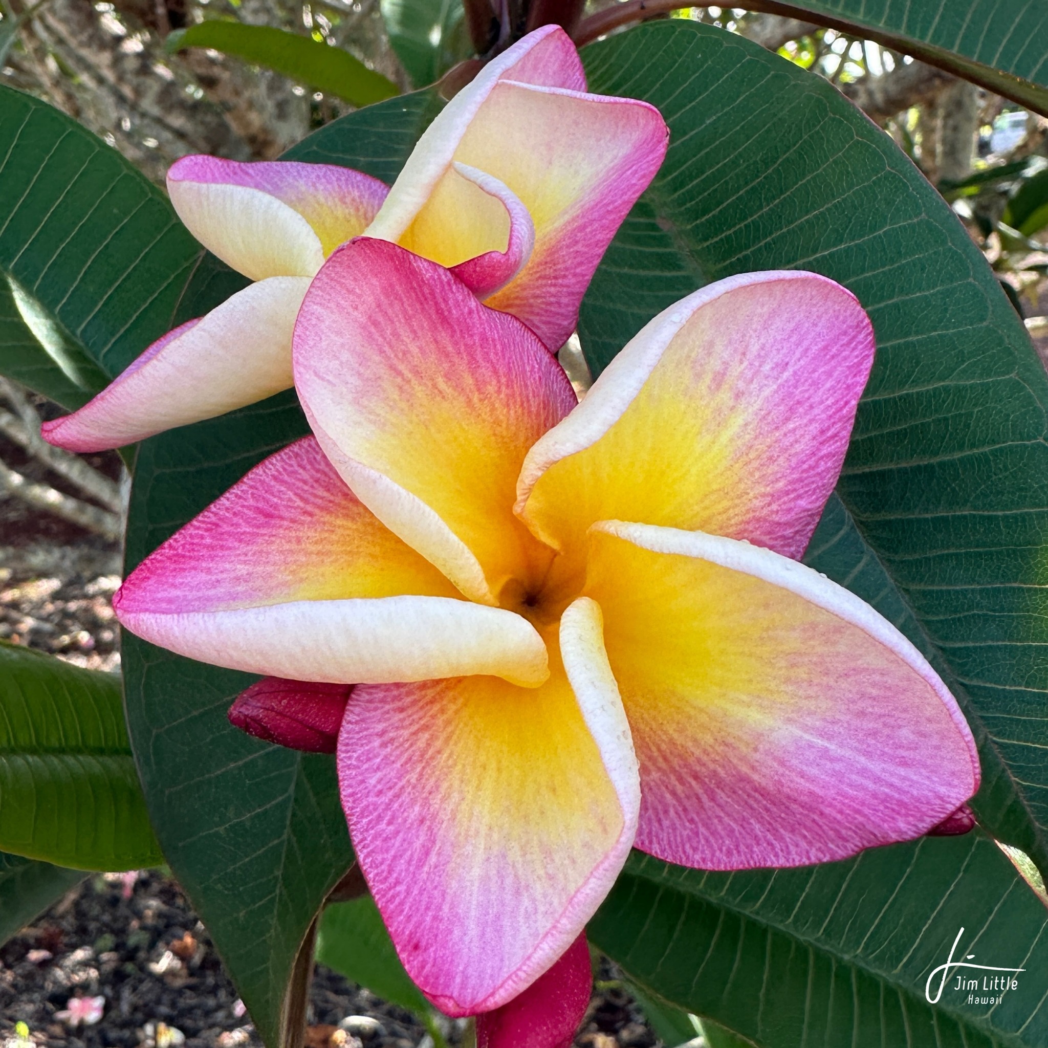プルメリア 苗 Queen Kapiolani JL Queen Kapiolani #plumeria