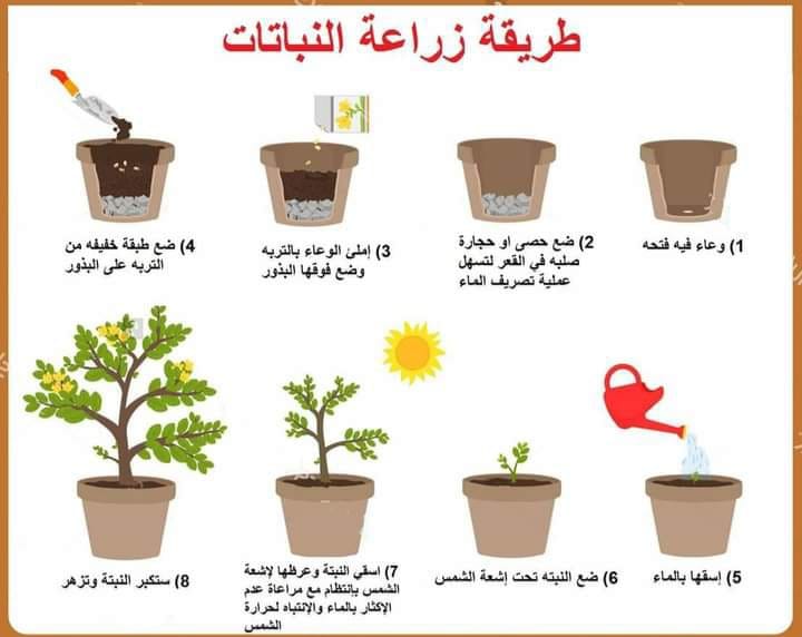 خطوات الزراعه في الاصص🌿 #جنه🌿 - جنة الله في الارض | Facebook