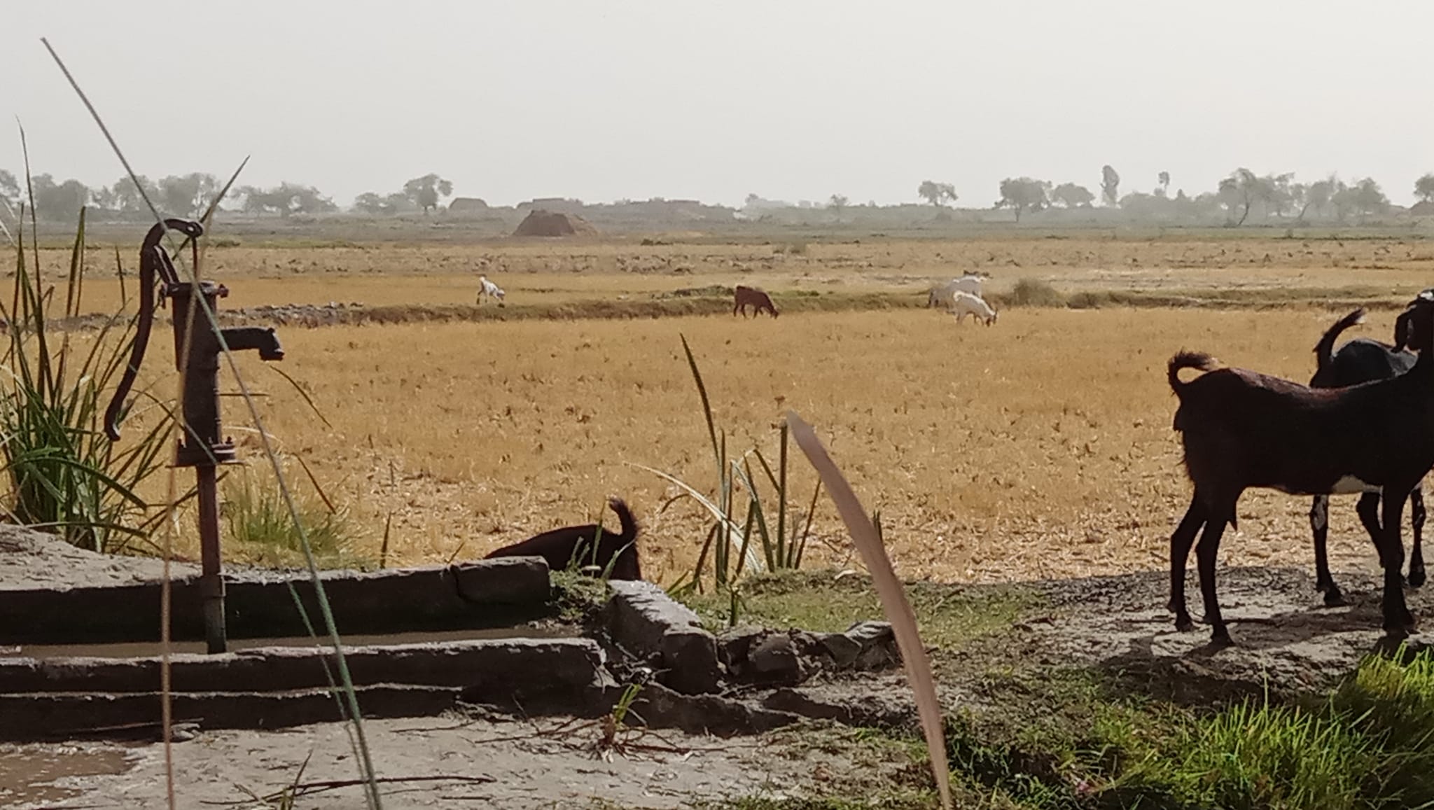 Village Gulab Mari Nakhezi Rind | Jacobabad