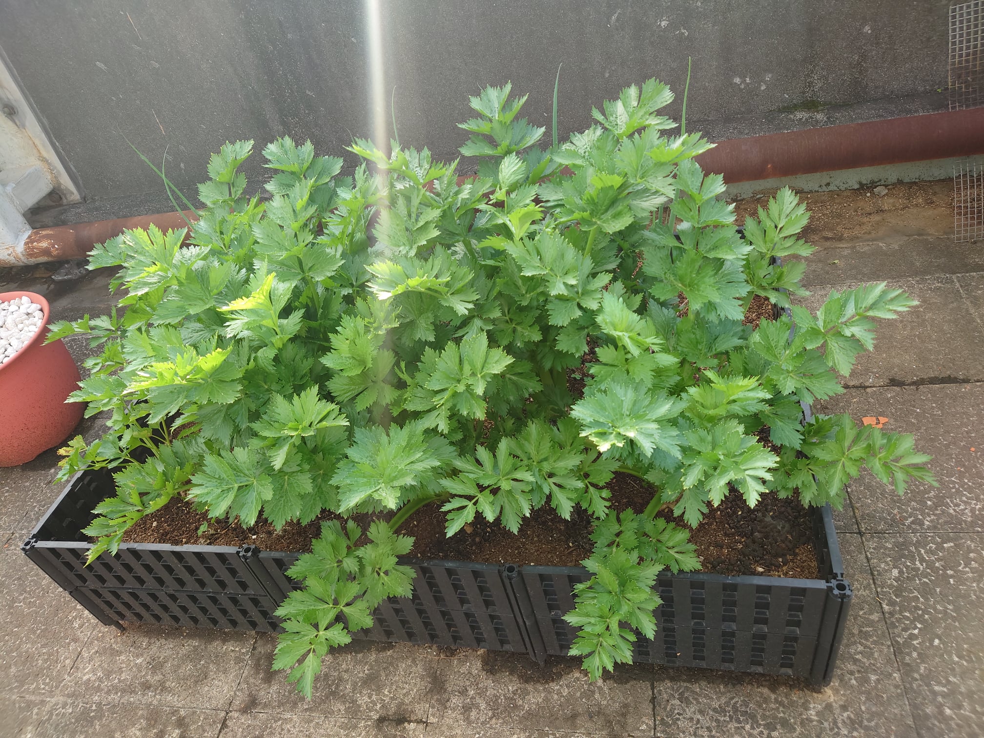 小耕園 - 在《苦楝乳》的掩護下，本來種的晚了的西洋芹至今都還未受到蚜蟲荼毒（🤫） | Facebook
