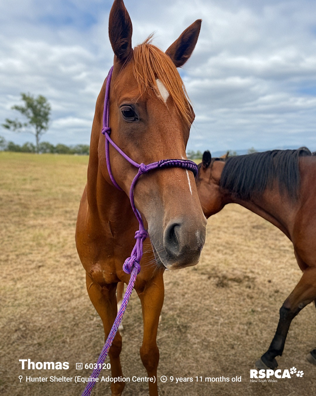 RSPCA - 🐴 Thomas – ID: 603120 9 years 11 months old 📍 Hunter Shelter ...