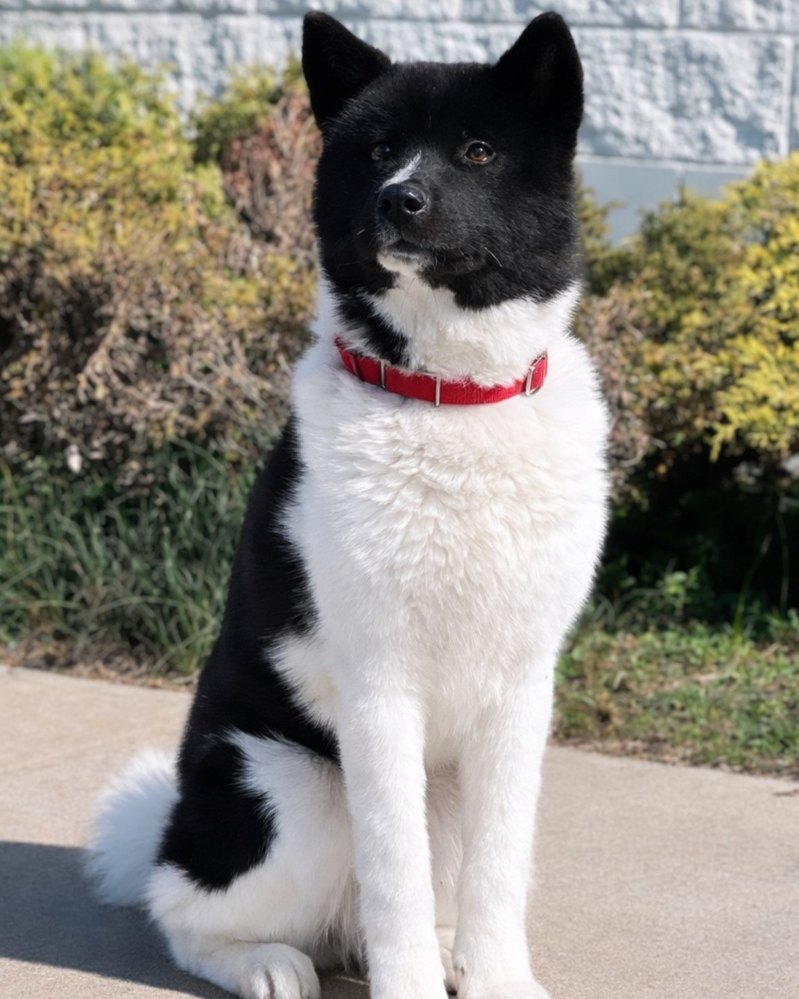 Town - 26-0089 Panda 🤍 Meet Panda!! She is a one year old 35lb