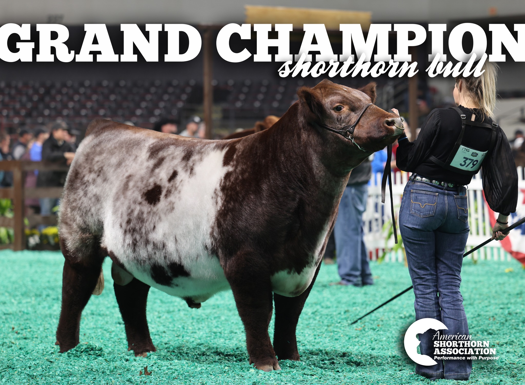 American - 2025 NAILE Shorthorn Bull Show Grand Champion Shorthorn Bull ...