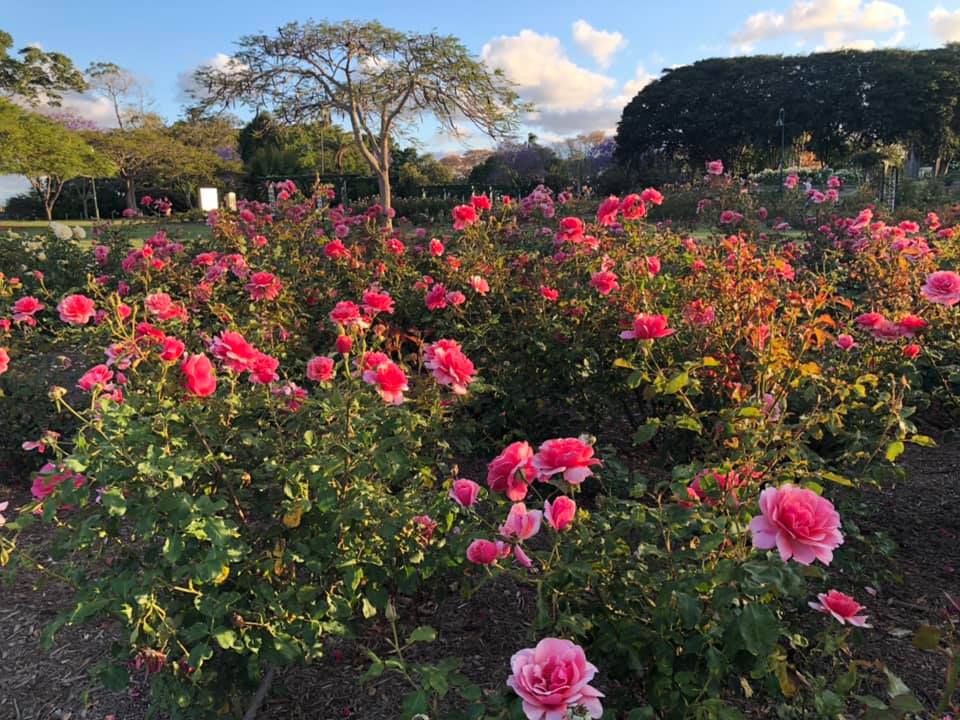 The beautiful rose garden at the... - Wagner's Rose Nursery
