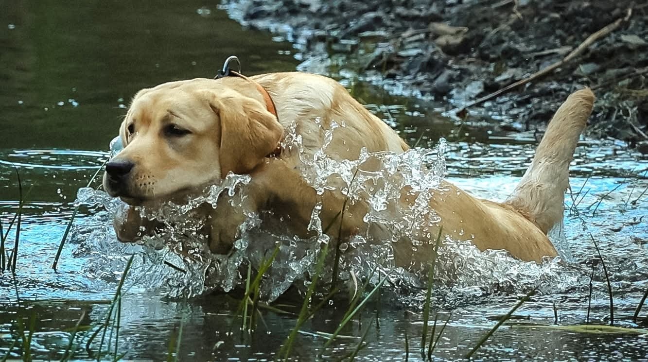 Rebellion - The below is shared from Gainesfield Labradors. Everyone ...