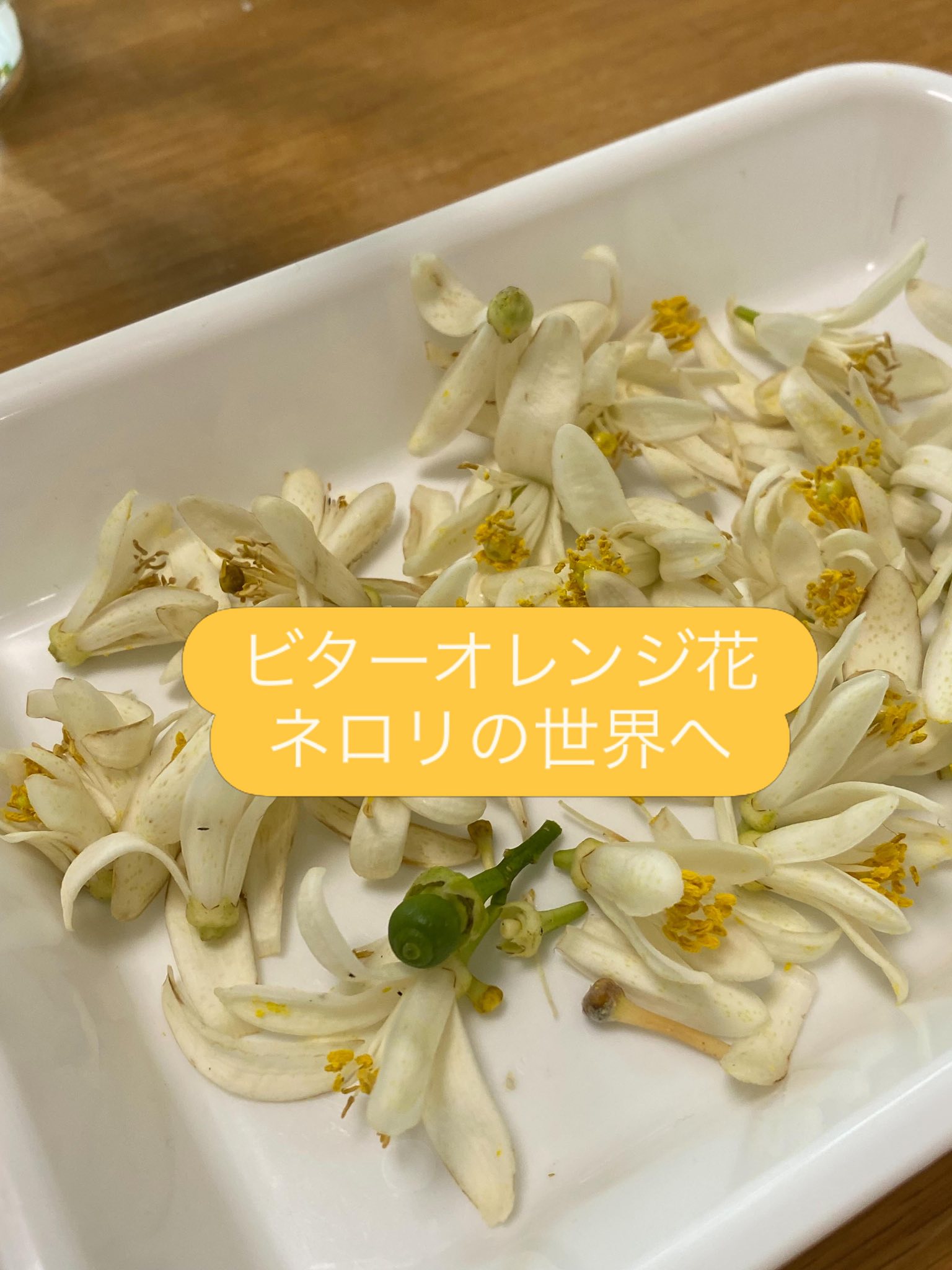 苦いオレンジの精油 プラナロム PRANAROM ネロリ 5ml プラナロム 燈花