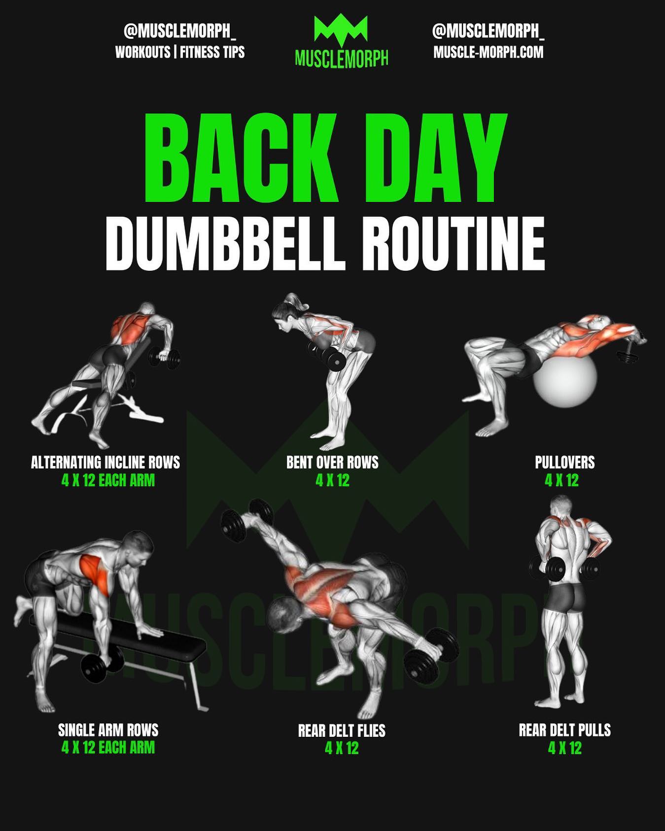 MuscleMorph - 💨 DUMBBELL BACK DAY by @MUSCLEMORPH_ This... | Facebook