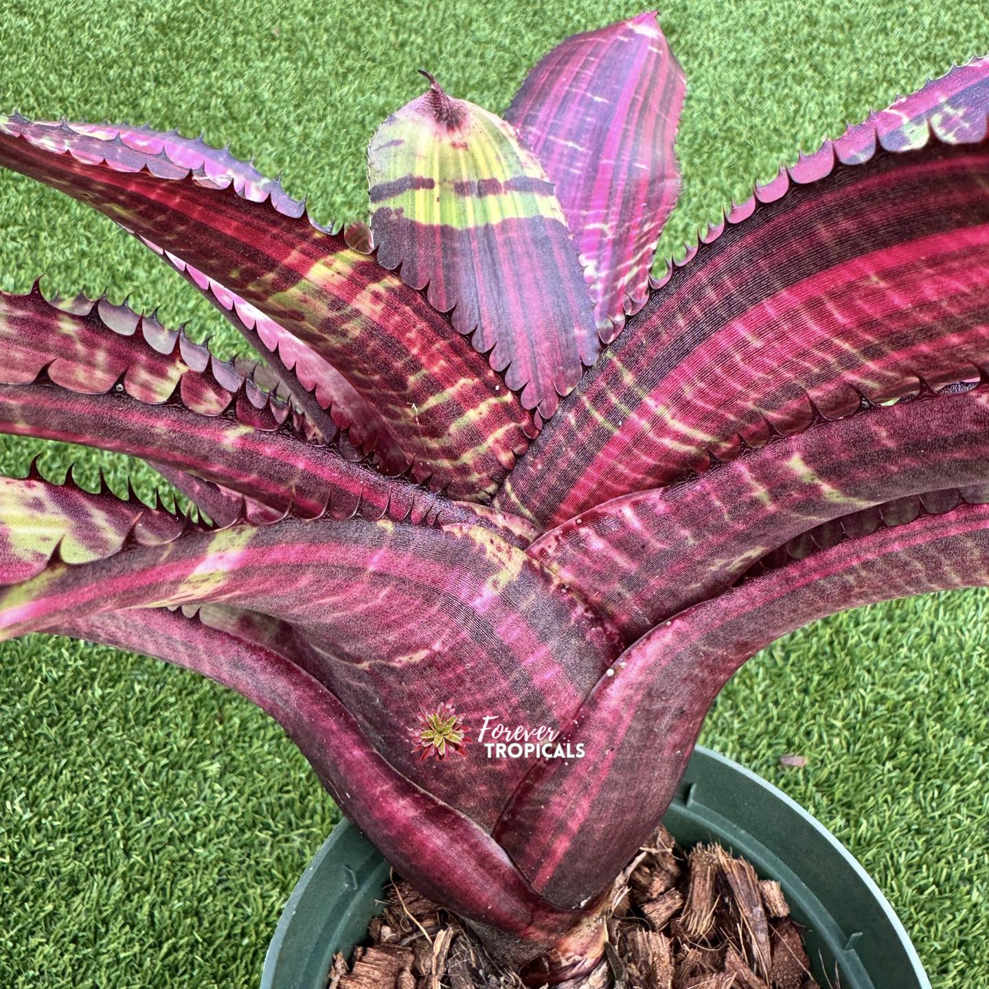 Neoregelia 'Sunset' bromeliad details