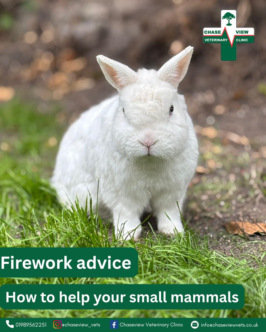 Chaseview - Small exotic animals such as rabbits, guinea pigs, small ...