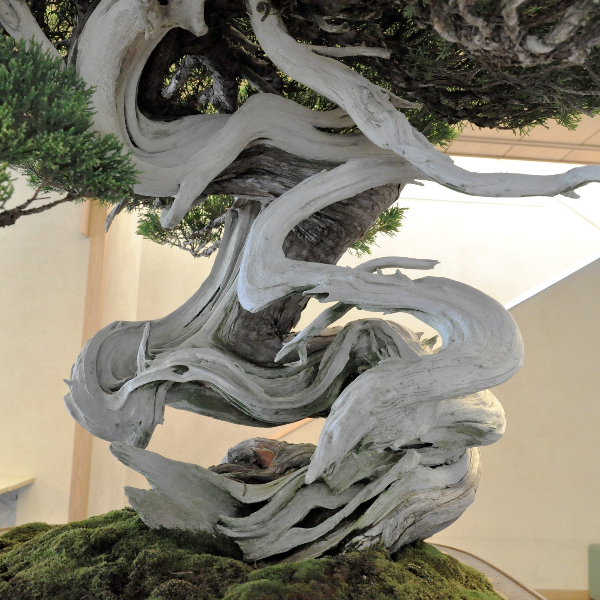 今週の展示 This Week's Exhibition 日本盆栽協会特別展示「貴重盆栽展