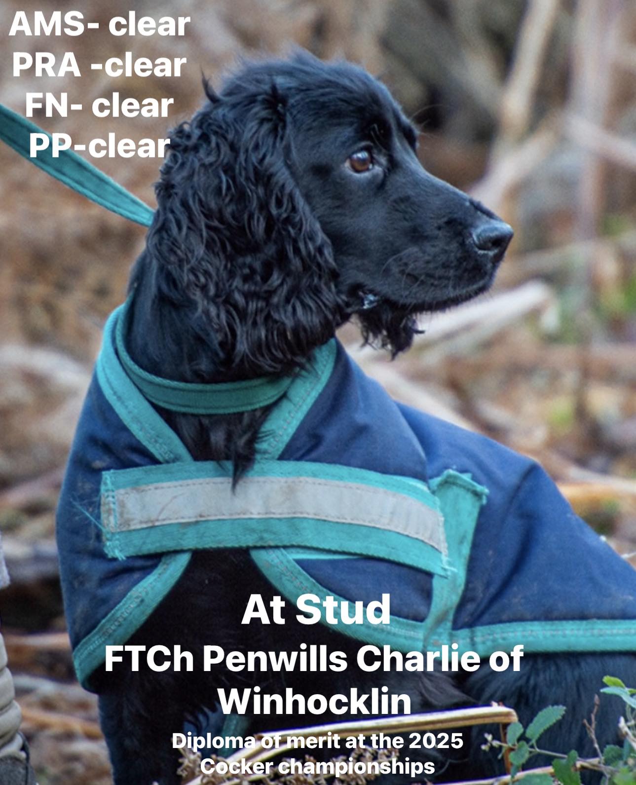 Spaniel Training kit