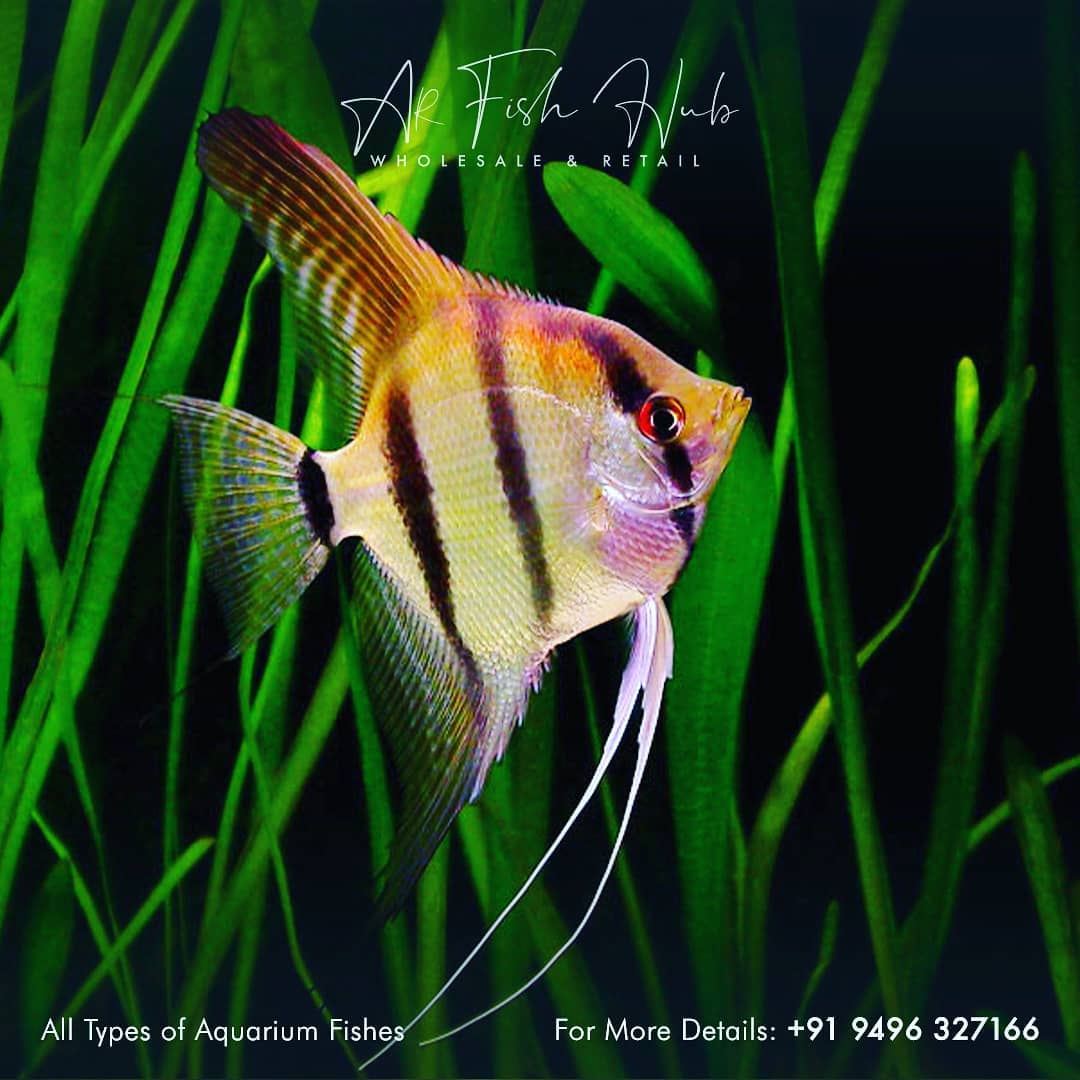 AR Fish Hub - All Types Of Aquarium Fishes Imported Betta...