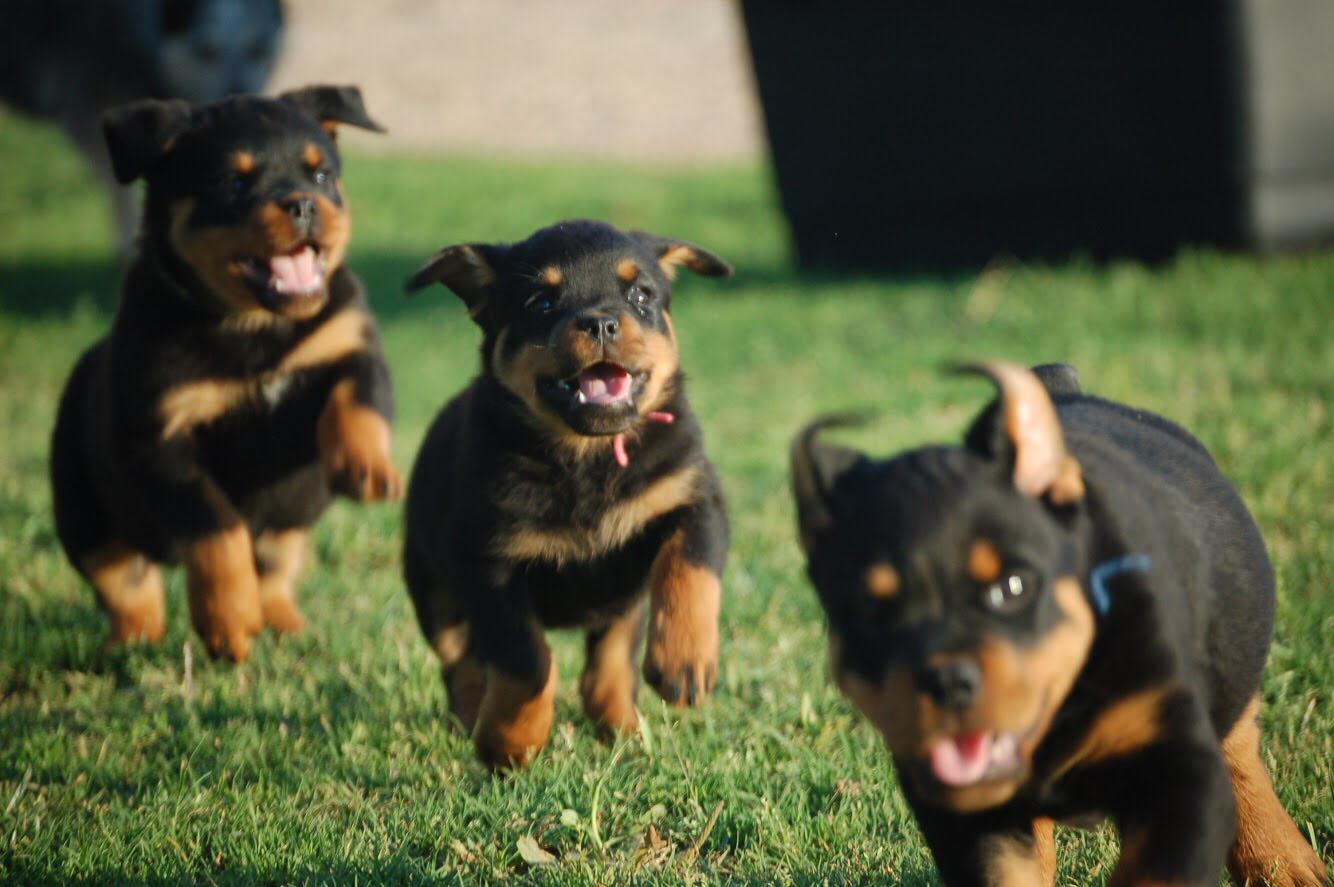 Mount Olympus Rottweilers All-breed Handling - Today at the St. Croix ...