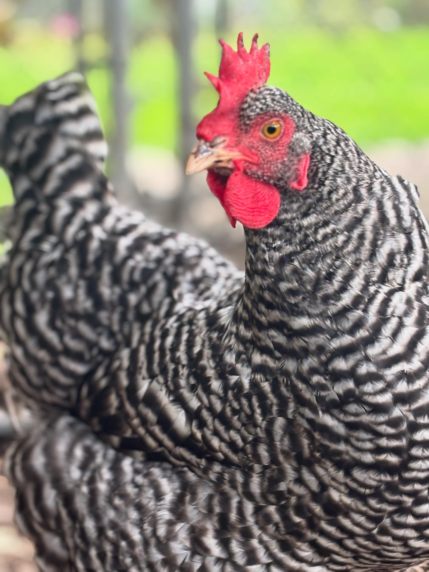 the.wild.hen