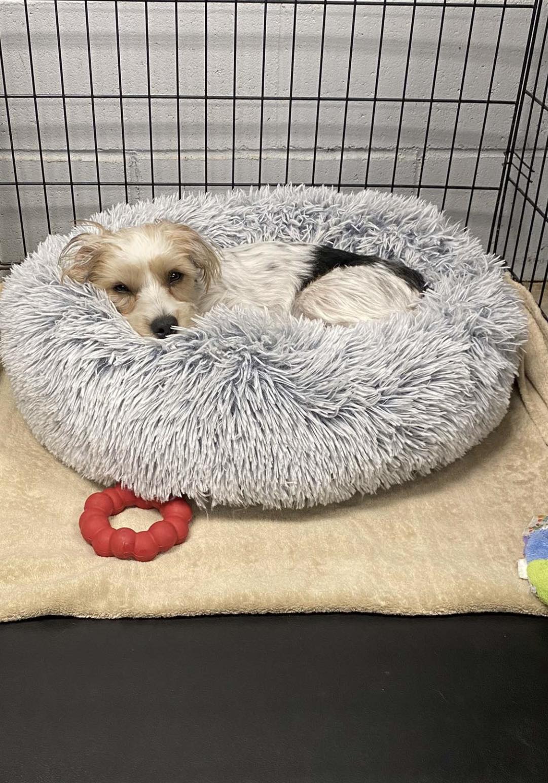 RC Kennels Grooming &amp; Daycare | Collinsville OK