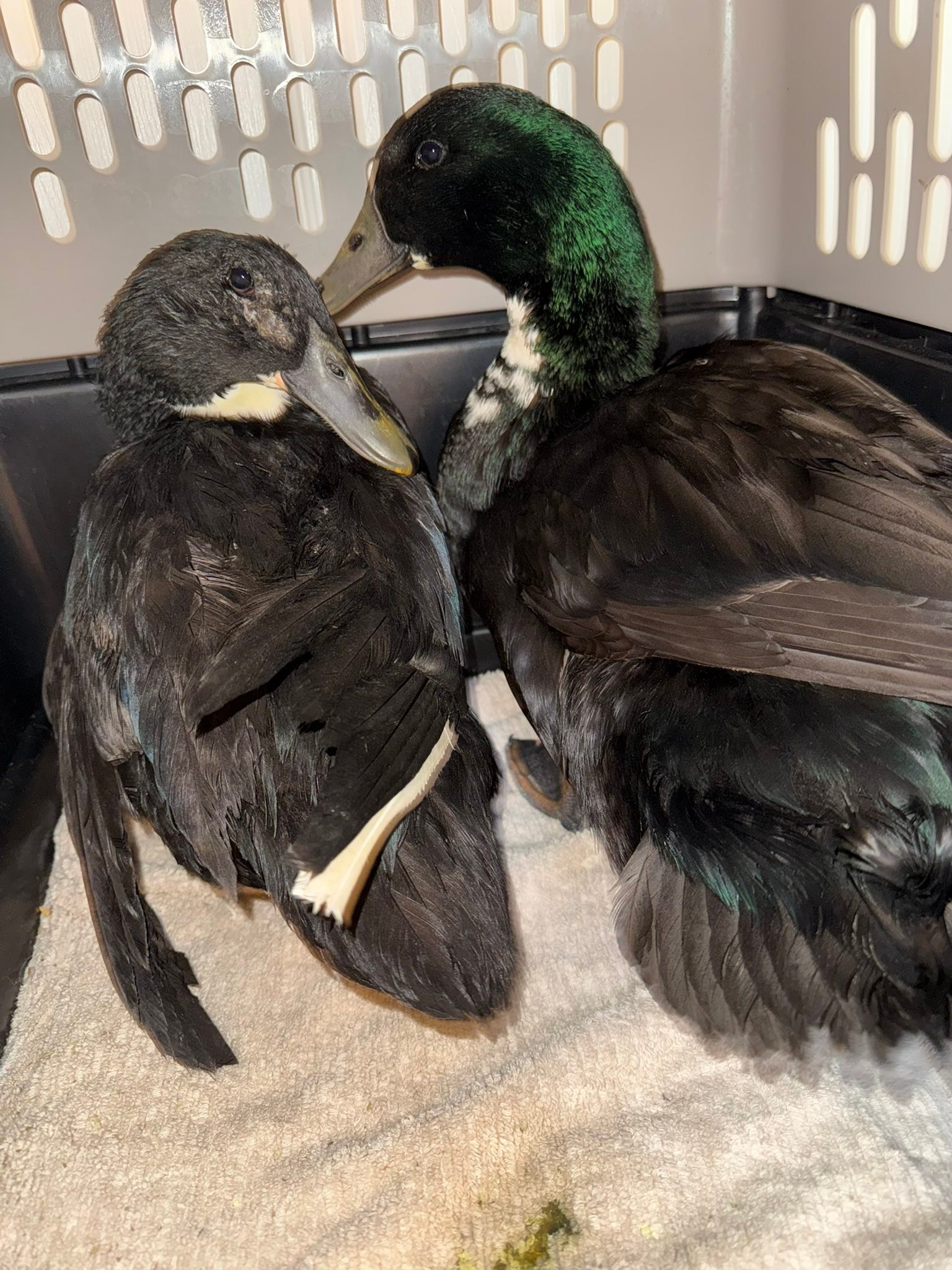 Michigan Duck Rescue and Sanctuary | South Lyon MI