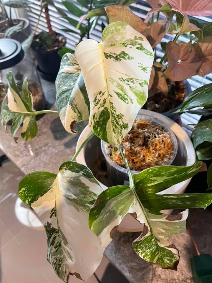 Monstera Thai Kitchen | Perth WA