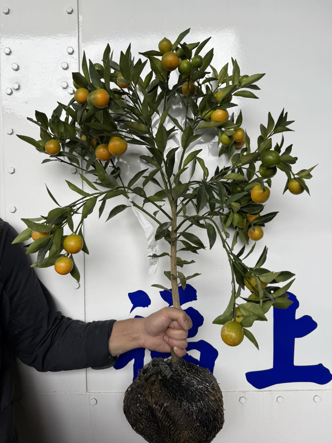 上福種苗園 - ⚠️別在問了～我們的粘木只有一種就是⚠️酸桔頭 店面每年都不夠賣的日本甜桔 規格：依照現場規格... | Facebook
