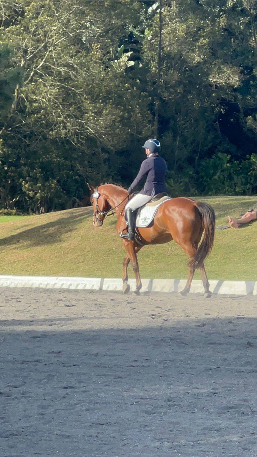 KILSHANE STUD, Irish... - KILSHANE STUD, Irish sporthorses