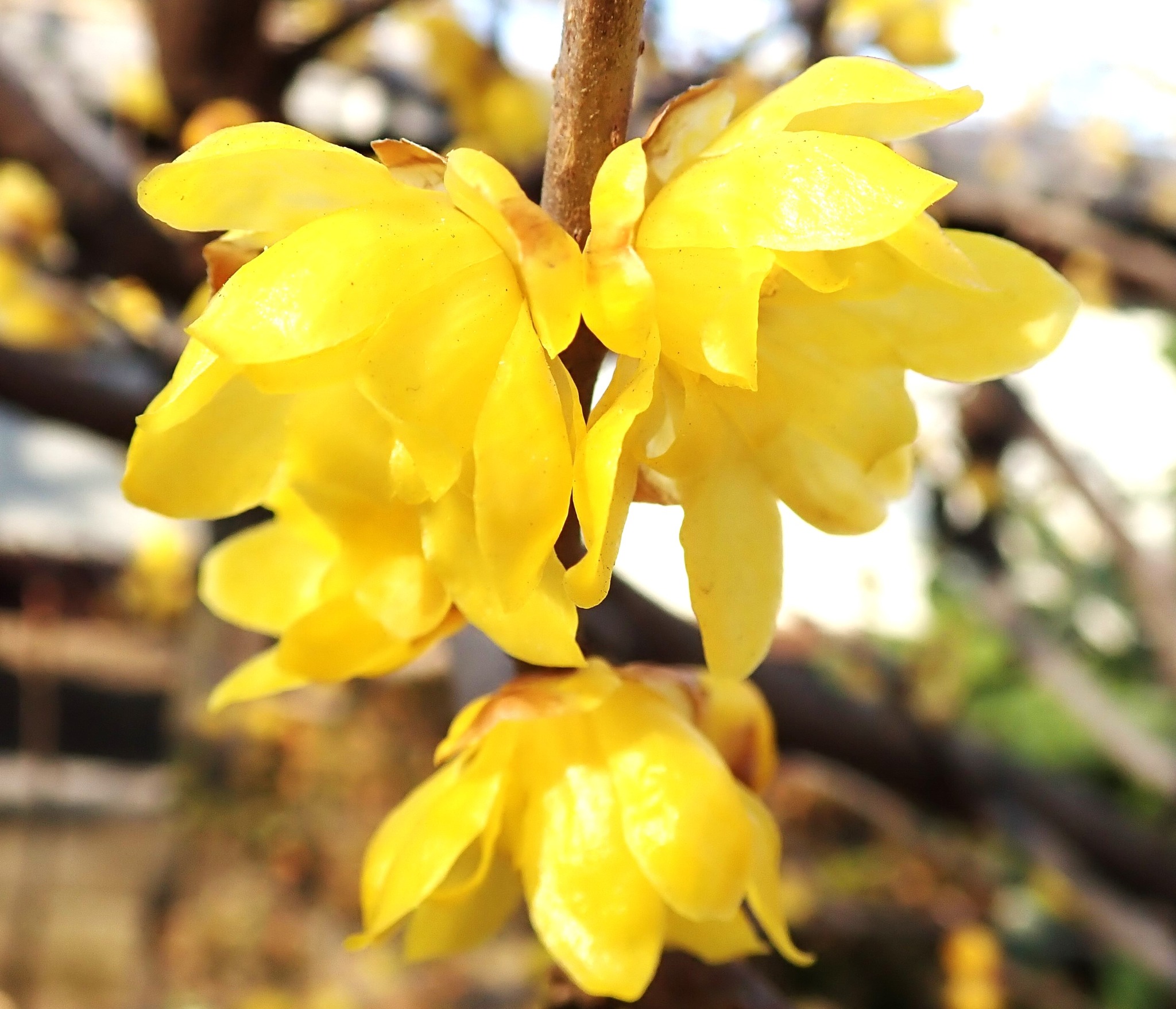 🌳「みどりと花の歳時記」～1月の自然－④🌺 これまで同時期に登載