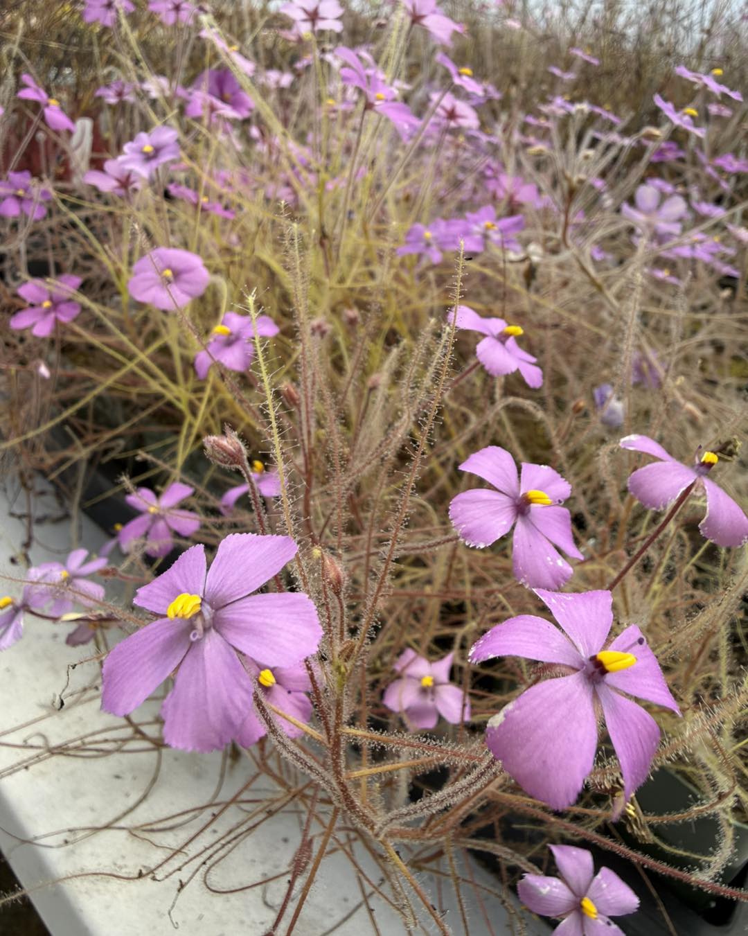 California - Pinguicula primuliflora 'rose' is the rare, double