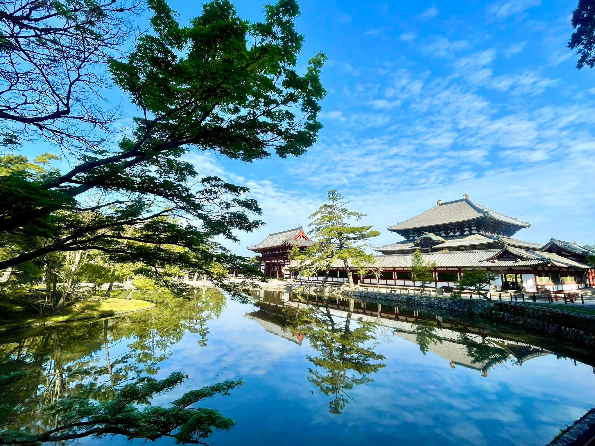 新緑🌿が鮮やかな季節になりました。大仏殿は4月から10月末まで朝7:30