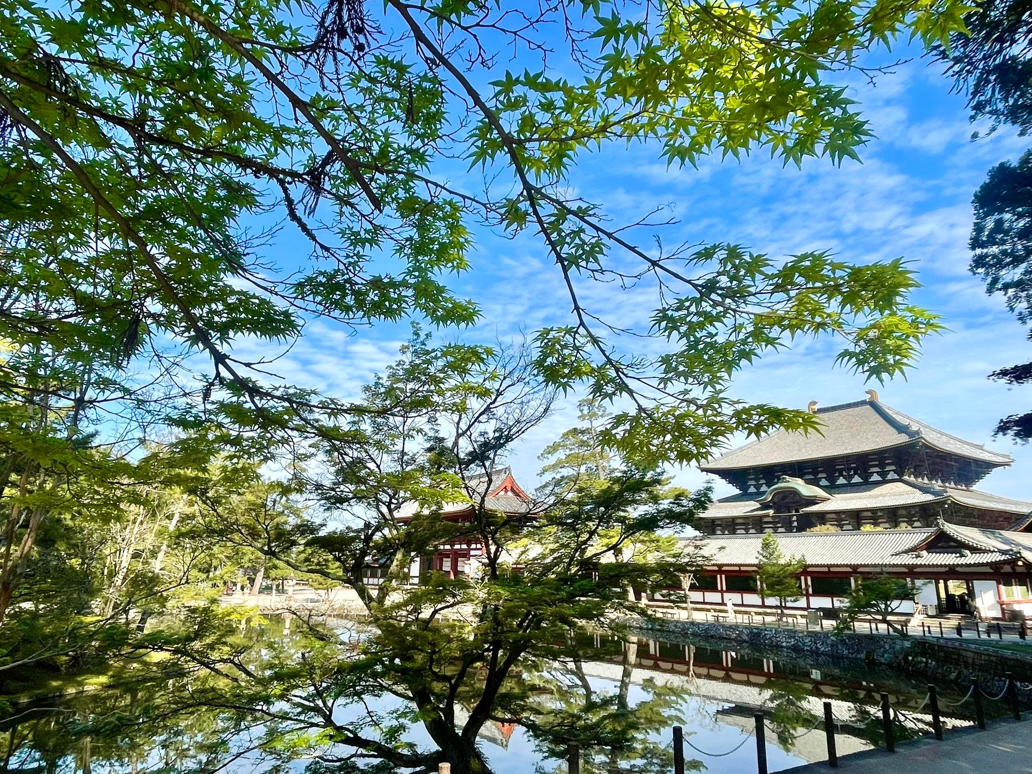 新緑🌿が鮮やかな季節になりました。大仏殿は4月から10月末まで朝7:30
