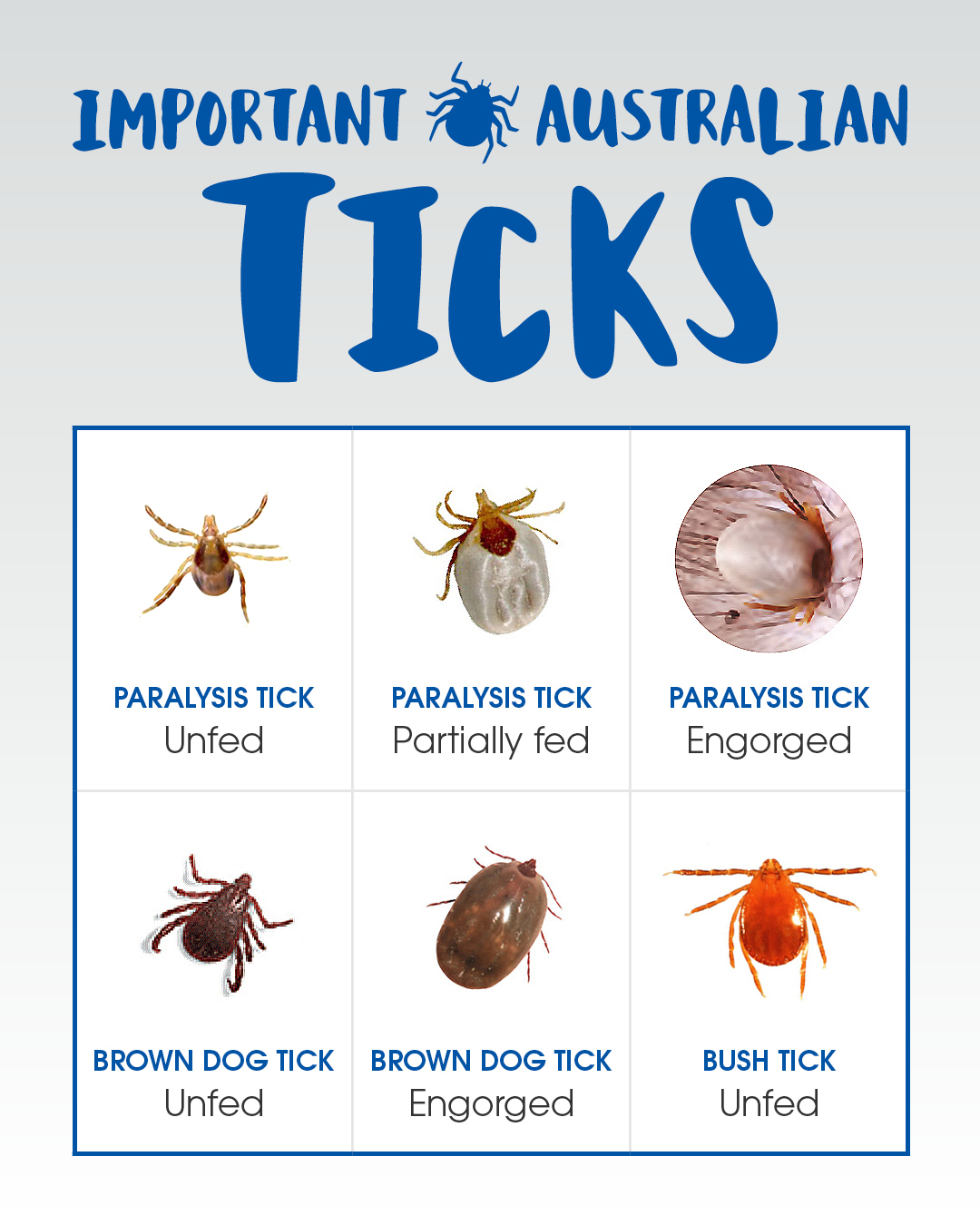 TICK ALERT - would you... - Russell Vale Animal Clinic | Facebook
