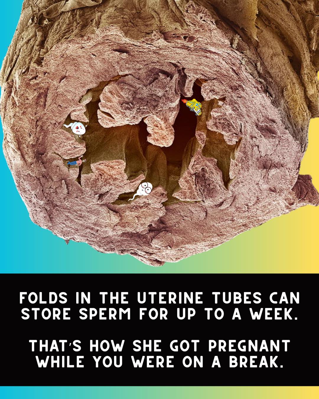 SCI - Knowing a bit of anatomy might just save your relationship ...