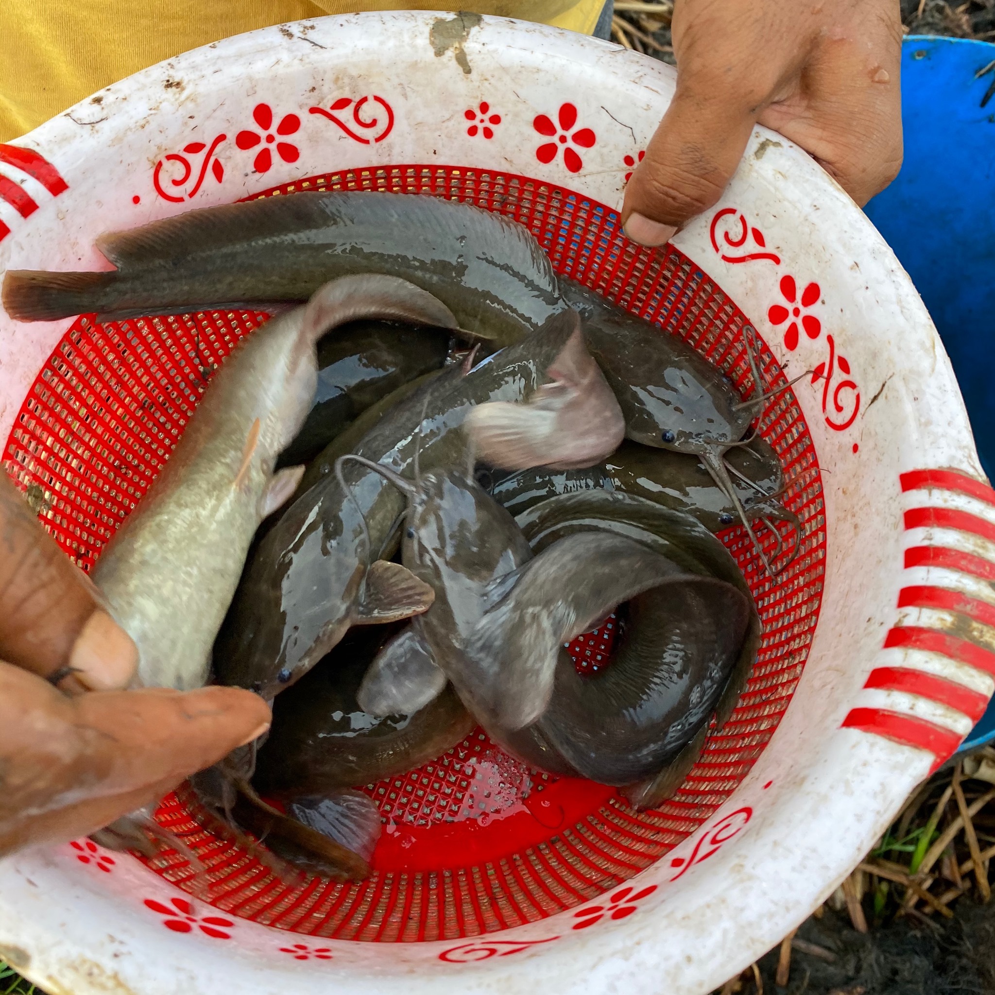 Aqua Blue RAS Farm: Recirculating Aquaculture System