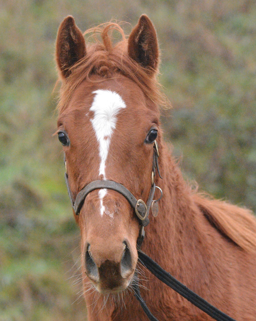 アンドリュー様 Cupboard Love produced her first winner last year, courtesy of