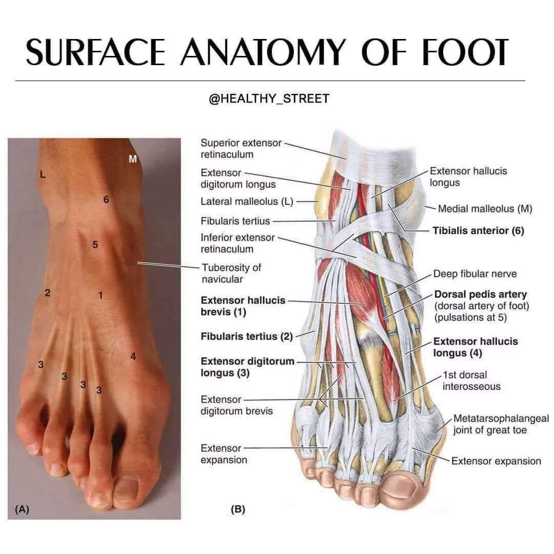 Mourne - Some fantastic imagery showing the surface anatomy of the foot ...