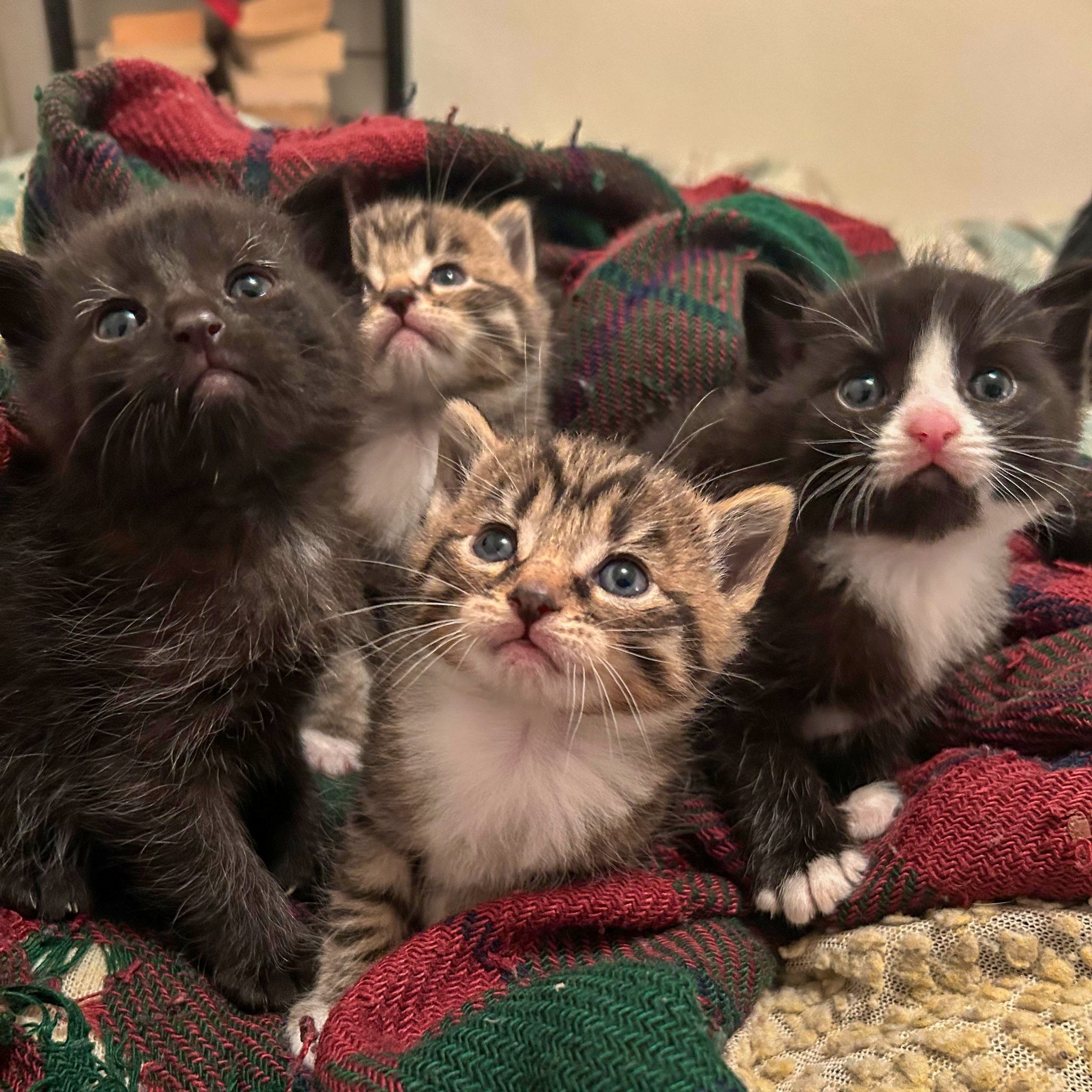 The Meow - This is the squad that rolls in, causes chaos, melts your ...