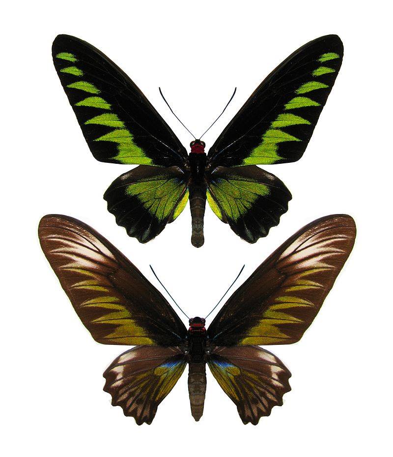 Epic Insects