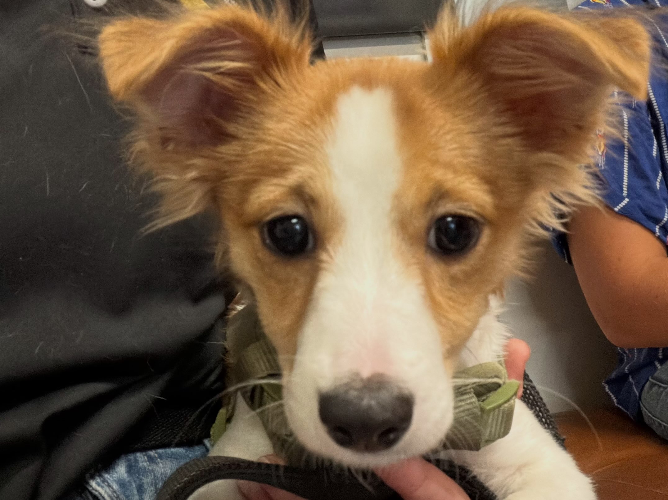 Say hello to Gigi! 💕 This little 14-week-old Chihuahua mix may