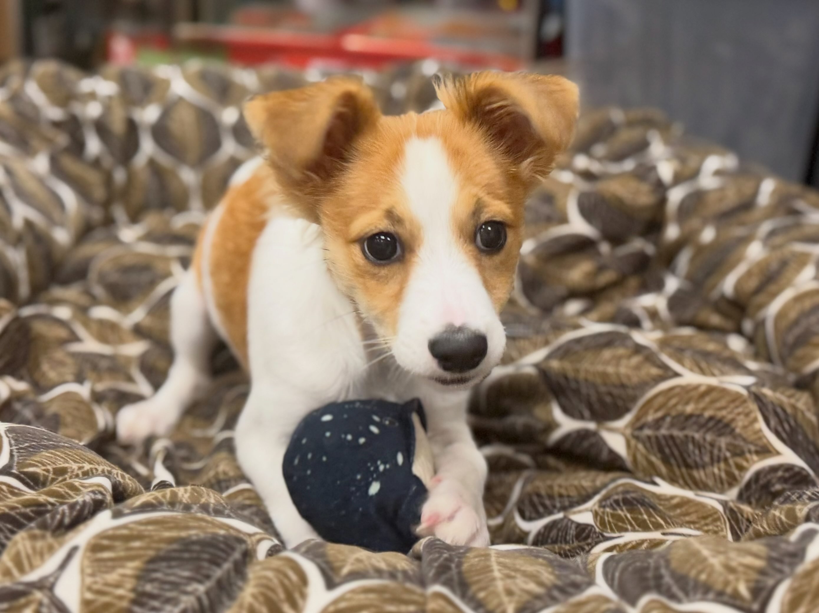 Say hello to Gigi! 💕 This little 14-week-old Chihuahua mix may
