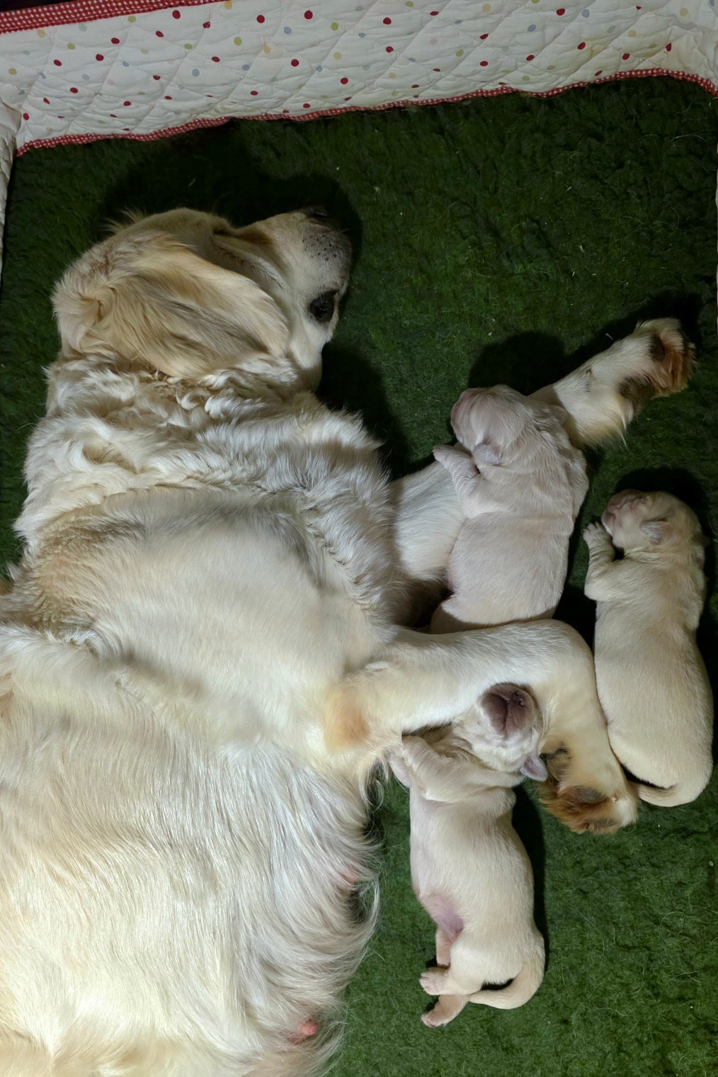 Navilis golden retrievers... - Navilis golden retrievers