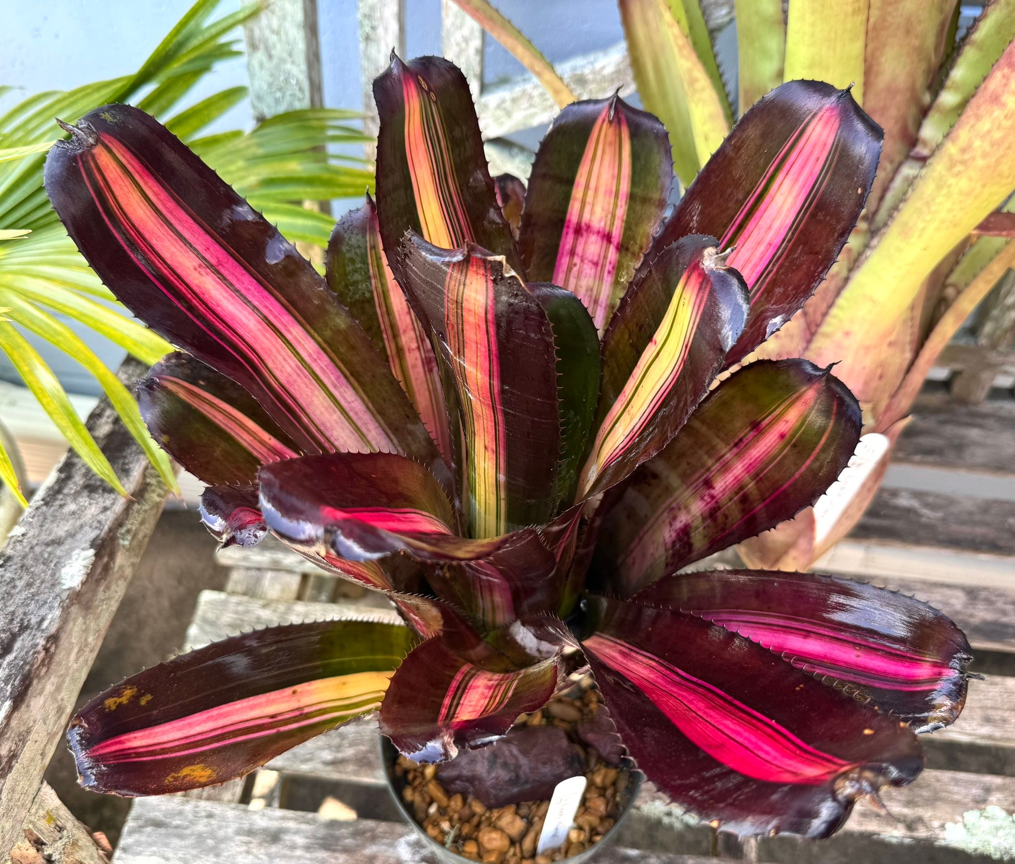 Aechmea Roberto Menescal bromeliad for sale