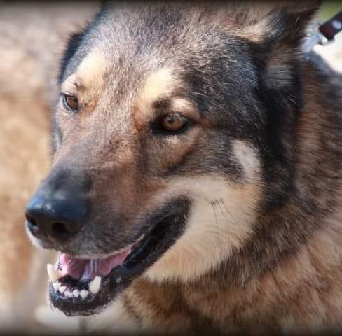 Red Riding Hood Rescue Project - a wolfdog rescue on Reels
